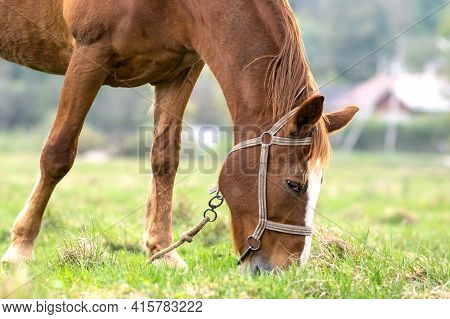 Beautiful Chestnut Horse Grazing In Summer Field. Green Pasture With Feeding Farm Stallion.