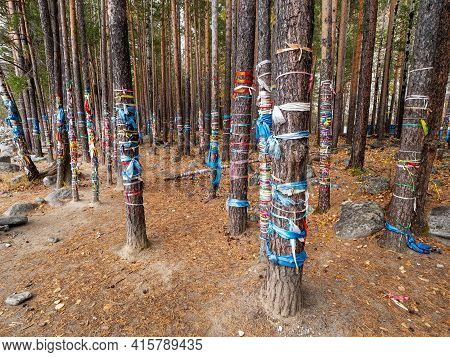 Eastern Sayans, Buryatia. Sacred Grove At The Mineral Spring Of The Arshan Resort.