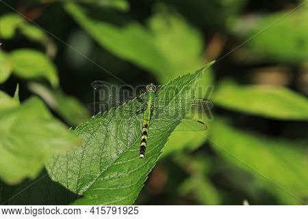 A Female Eastern Pondhawk, Erythemis Simplicicollis, Resting On Leaf