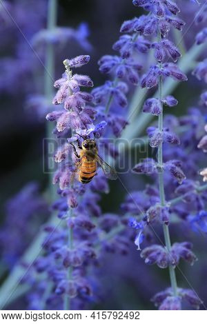 A Vertical View Of Western Honey Bee, Apis Mellifera, On Russian Sage, Perovskia Atriplicifolia