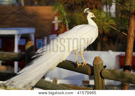 White peacock