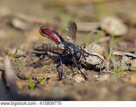 hoverfly species (Xylota segnis) on the ground