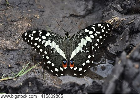citrus swallowtail or Christmas butterfly (papilio demodocus)