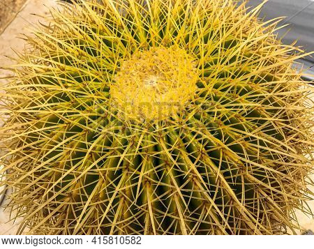 Golden Echinopsis Calochlora Cactus Macro View. Desert Round Plant. Succulent Plant . Cactus In The 