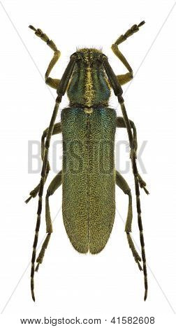 Agapanthia Viti