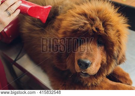 Drying And Combing Wool Of Dog In Grooming Salon, Professional Groomer Carefully Handle With Tibetan