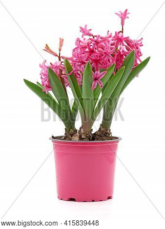Spring Flower Hyacinth, Hyacintus Orientalis, In Pink Pot Isolated On White Background