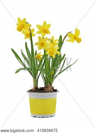 Spring Flower Bulb, Narcissus Cyclamineus In Yellow Pot Isolated On White Background