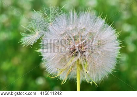 A Large White Dandelion Close-up With Parachute Seeds Ready To Fly Against The Background Of A Blurr