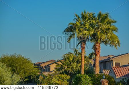 Beautiful View Of The Palm Trees And Plants In The Southwest Desert In Peoria, Maricopa County, Ariz
