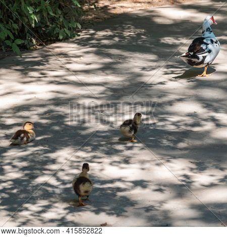 White And Black Duck With Red Head, The Muscovy Duck, Walks On The Shore Of The Pond With Its Cute L
