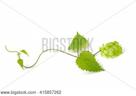 Hop Sprig With Leaves And Cone Isolated On White Baxkground