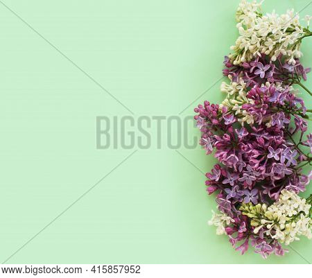 Syrínga Vulgáris Flowers On A Light Green Background. Spring Flower Arrangement. Background For A Gr