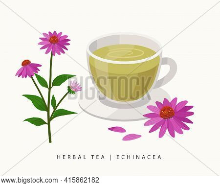 Echinacea Herbal Tea Isolated On White Background. Coneflowers Flowering Plant Vector Botanical Illu