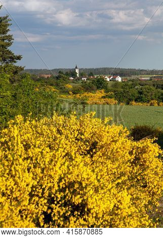 Cytisus Scoparius, The Common Broom Or Scotch Broom Yellow Flowering In Blooming Time And Village