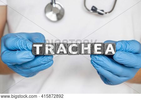 Trachea - Word From Stone Blocks With Letters Holding By A Doctor's Hands In Medical Protective Glov