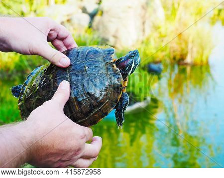 Male Hands Holding A Green Redeared Turtle Against The Backdrop Of A Pond And Vegetation Outdoors