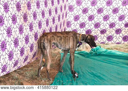 The Dog Serving At Indian Army Popularly Known As Mudhol Hound