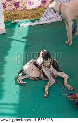 The Dog Serving At Indian Army Popularly Known As Mudhol Hound