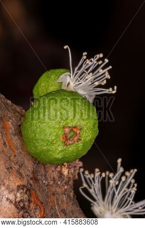Flowers Of A Jaboticaba Tree Of The Species Plinia Cauliflora