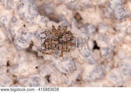 Small Jumping Spider