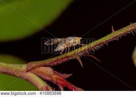 Adult Fruit Fly Of The Tribe Tephritini