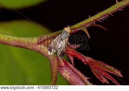 Adult Fruit Fly