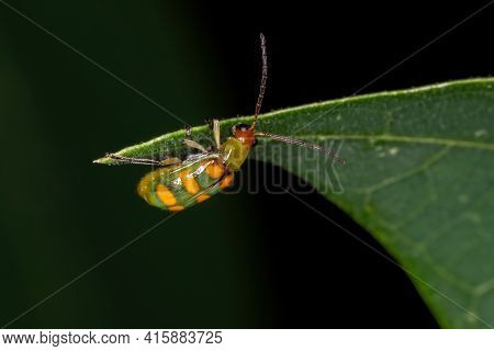 Adult Green Beetle Of The Species Diabrotica Speciosa