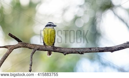 Great Kiskadee In Close Up