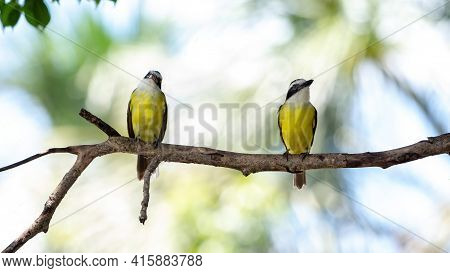 Great Kiskadee