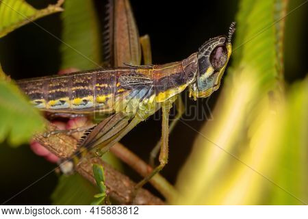 Monkey Grasshopper Nymph