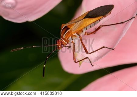 Adult Leaf-footed Bug