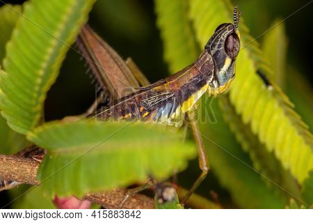 Monkey Grasshopper Nymph