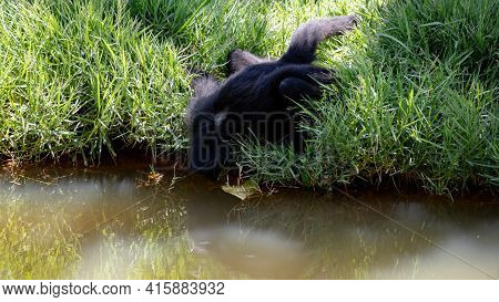 Black-faced Black Spider Monkey