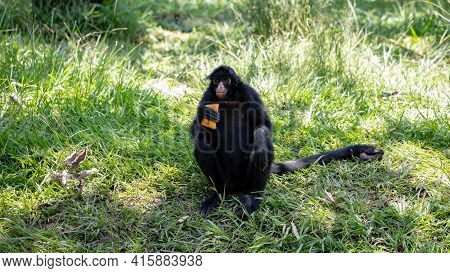 Black-faced Black Spider Monkey