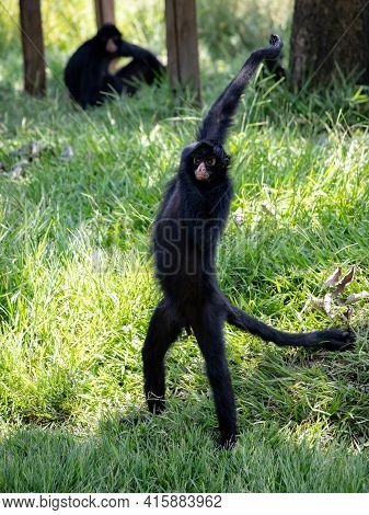 Black-faced Black Spider Monkey
