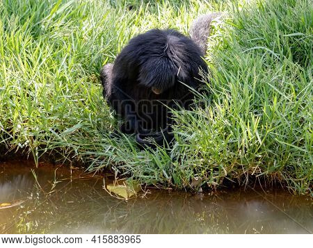 Black-faced Black Spider Monkey