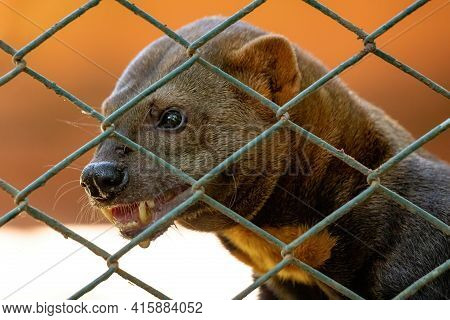 Tayra Wild Animal