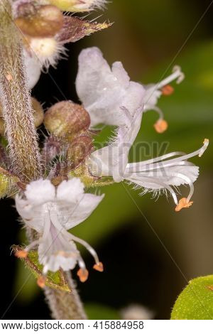White Flowers Of Sweet Basil Of The Species Ocimum Basilicum