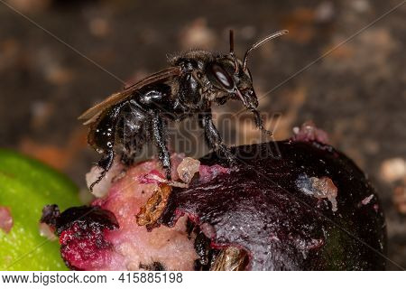 Black Stingless Bee