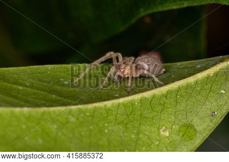 Small Ghost Spider