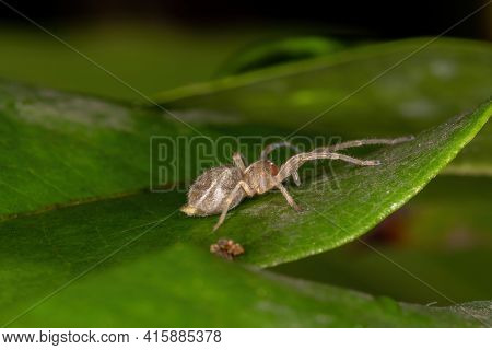Small Ghost Spider