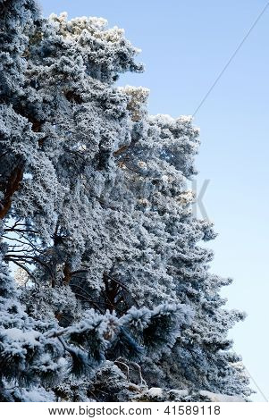 Çam ağaçları kış bir arka planda gökyüzü
