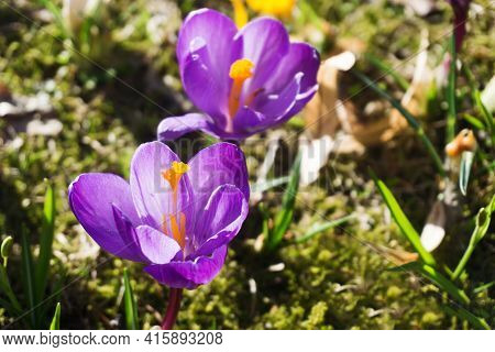 Crocus Flower Background. Spring Growing Crocus Vernus Plant. Violet Flower On Grass. Easter April I