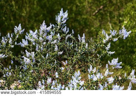 Ceanothus Chaparral Plant Flower Blossoms Also Known As The California Lilac Taken At A Chaparral Wo