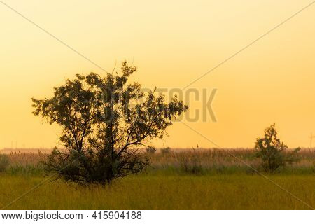 The Silhouette Of The Lush Crown Of Elaeagnus Commutata Tree At Sunset, In The Background The Sky Wi