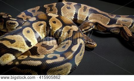 Footage Of Ball Royal Python On Dark Material