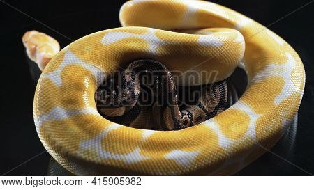 Photo Of Small Albino And Ball Phyton On Glass