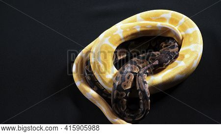 Footage Of Small Albino And Ball Royal Phyton On Dark Texture