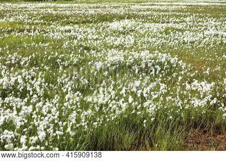 Landmannalaugar / Iceland - August 15, 2017: Artic Cotton In Landmannalaugar Park, Iceland, Europe